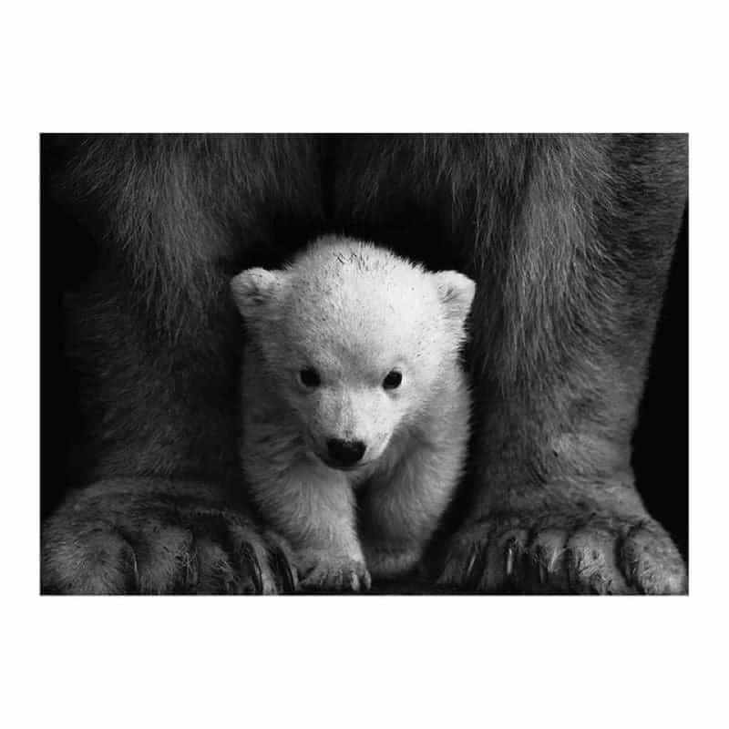 Quadro Con Orso Su Tela Bianco E Nero