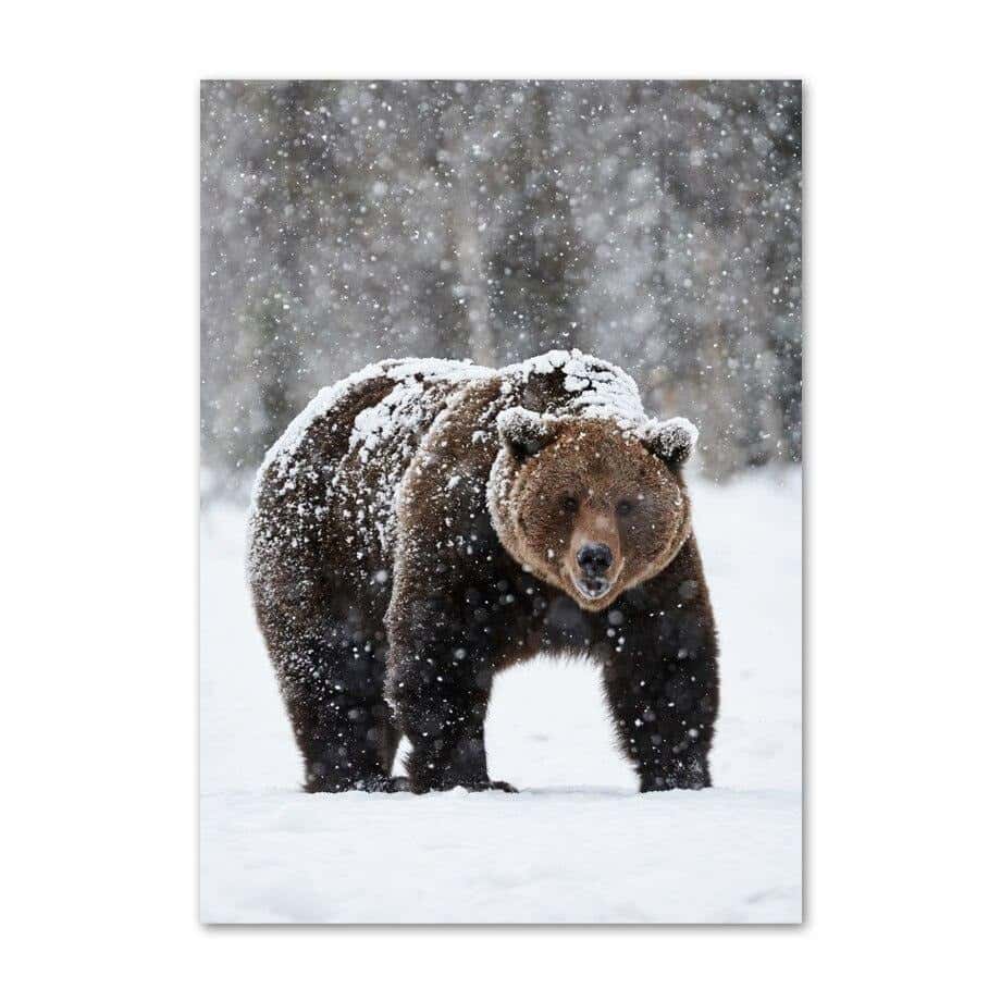 Quadro Orso Su Tela Polar